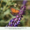 lycaena alciphron male 2